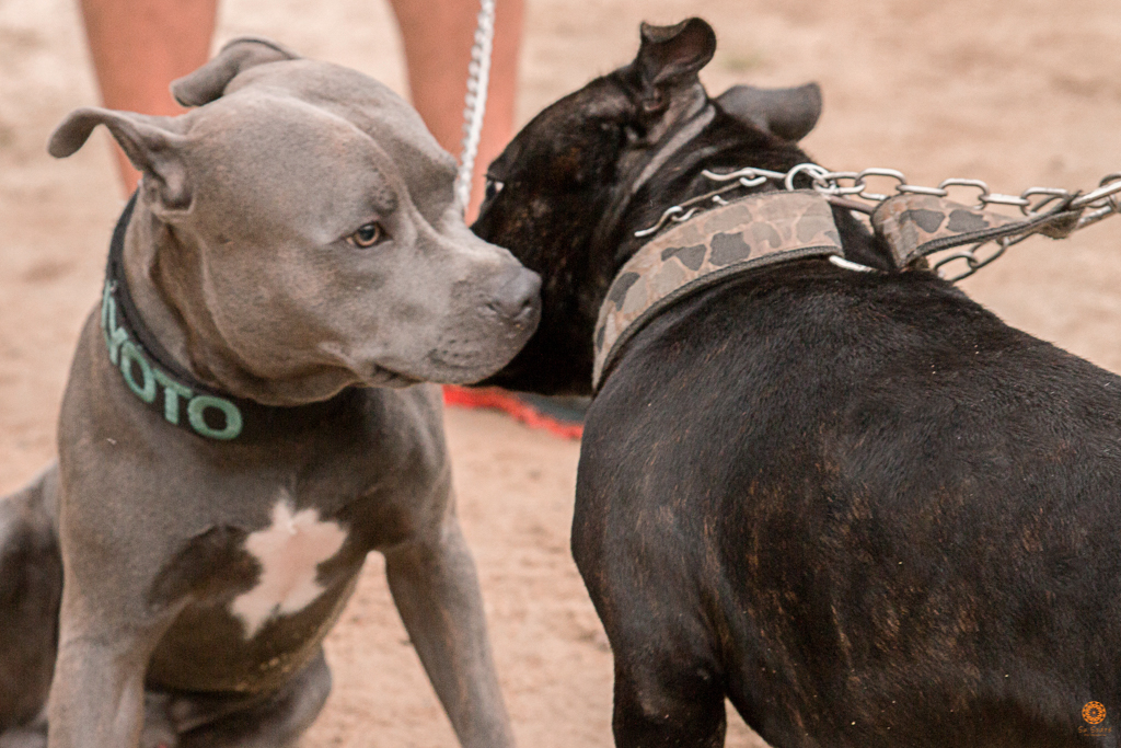 Encontro da Raça Starfordshire Bul Terrier,Su Sodré Fotografia