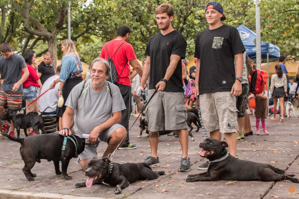 Encontro da Raça Starfordshire Bul Terrier,Su Sodré Fotografia