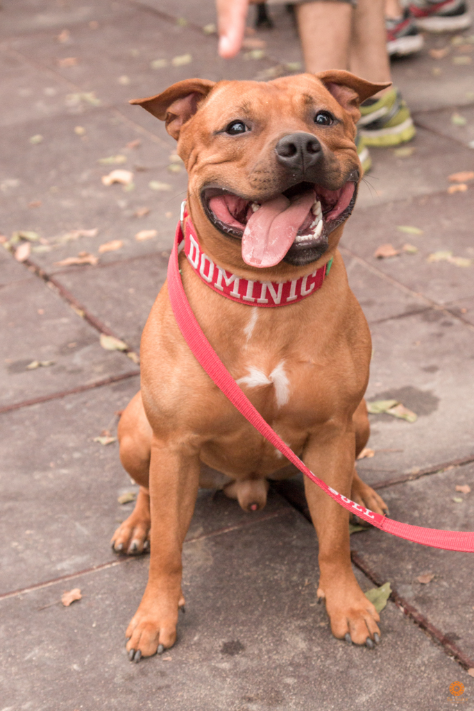 Encontro da Raça Starfordshire Bul Terrier,Su Sodré Fotografia