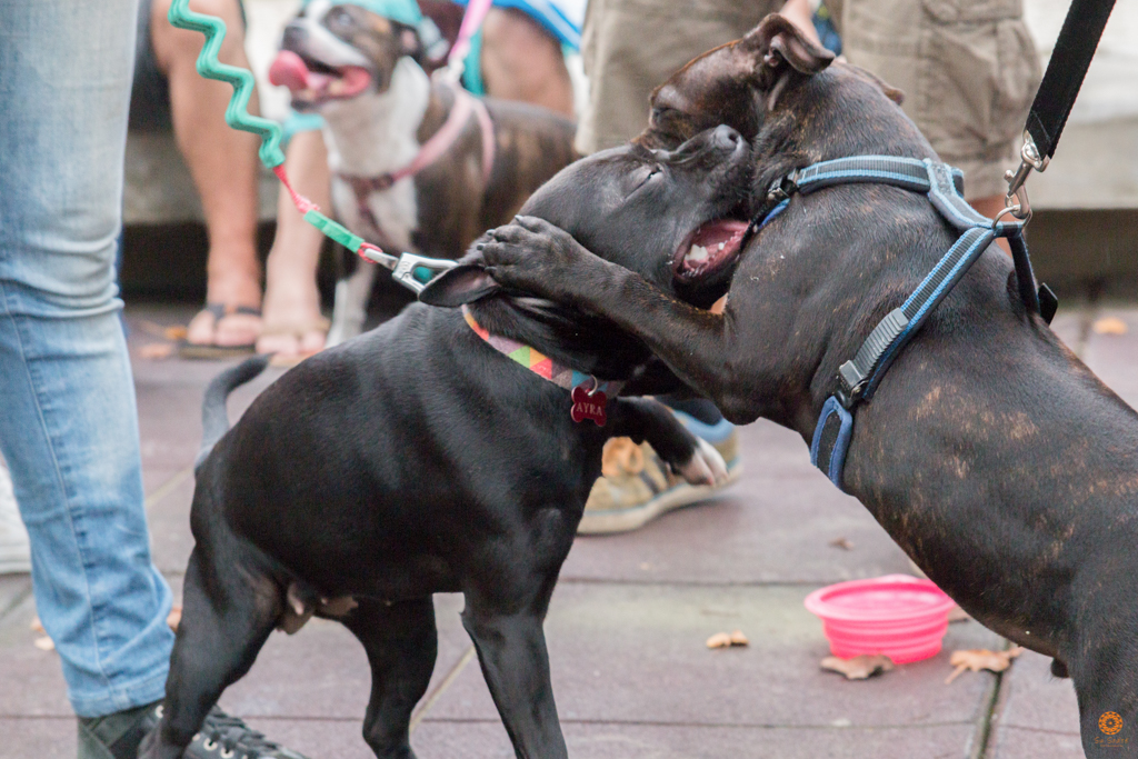 Encontro da Raça Starfordshire Bul Terrier,Su Sodré Fotografia