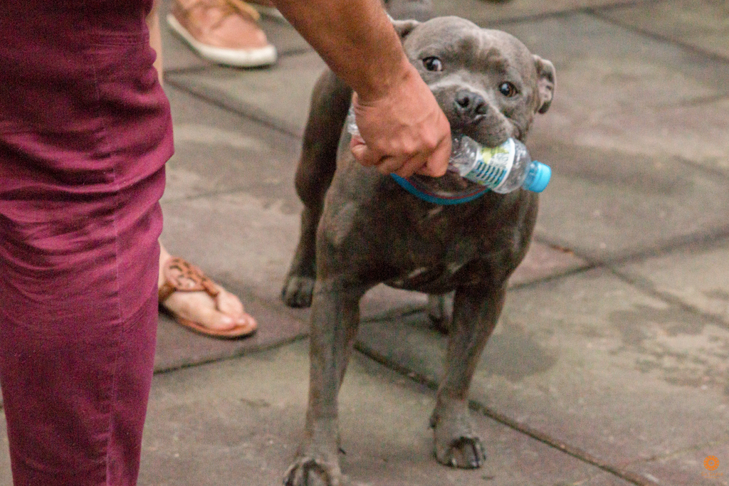 Encontro da Raça Starfordshire Bul Terrier,Su Sodré Fotografia