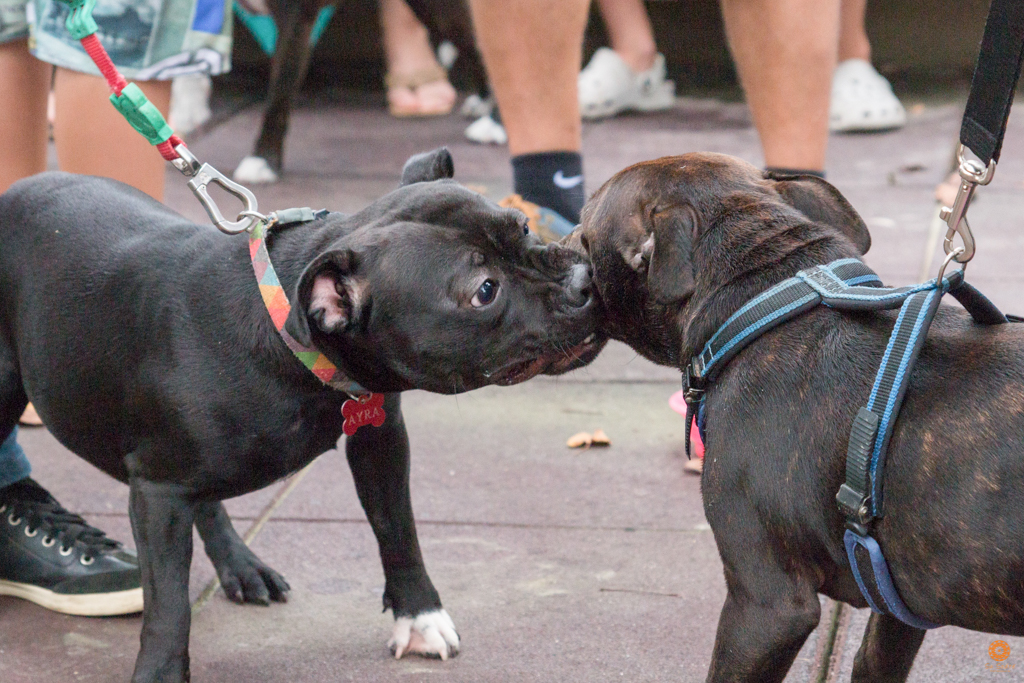 Encontro da Raça Starfordshire Bul Terrier,Su Sodré Fotografia