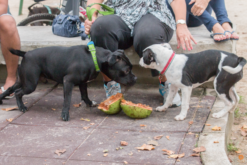 Encontro da Raça Starfordshire Bul Terrier,Su Sodré Fotografia