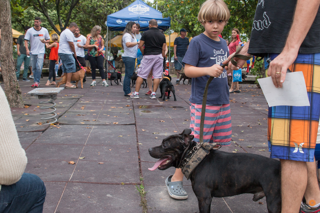 Encontro da Raça Starfordshire Bul Terrier,Su Sodré Fotografia