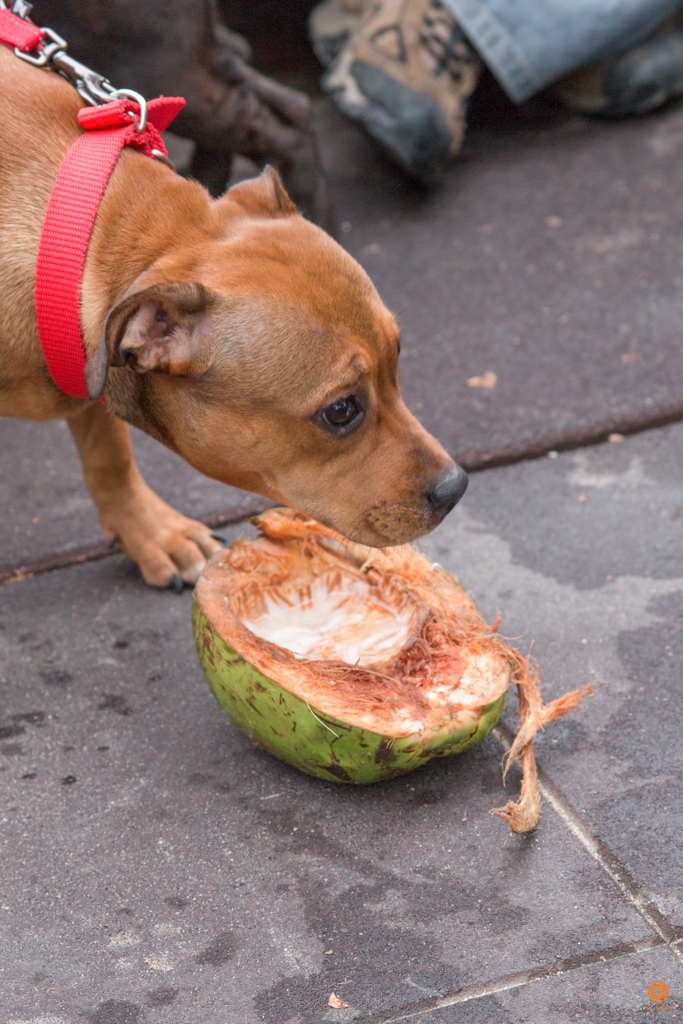 Encontro da Raça Starfordshire Bul Terrier,Su Sodré Fotografia