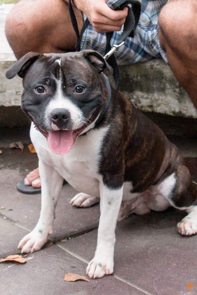 Encontro da Raça Starfordshire Bul Terrier,Su Sodré Fotografia