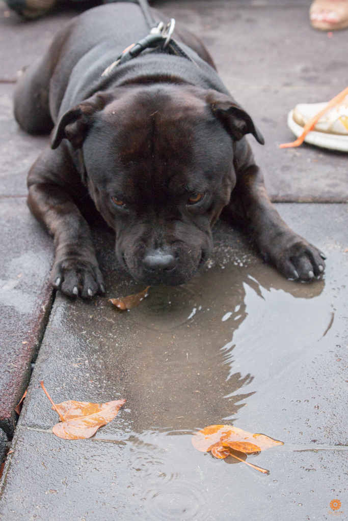 Encontro da Raça Starfordshire Bul Terrier,Su Sodré Fotografia