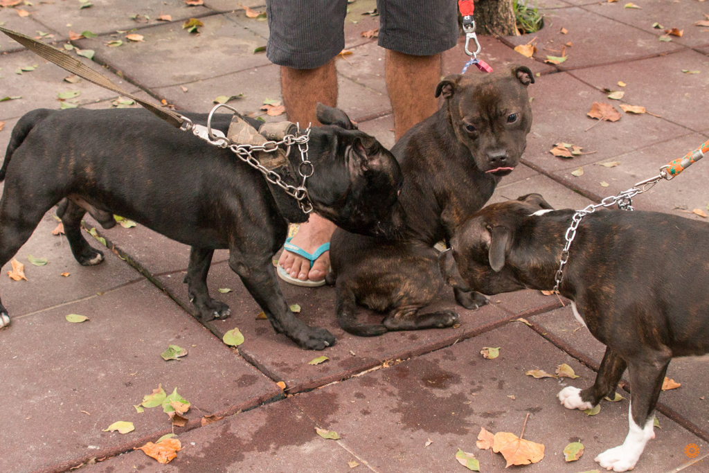 Encontro da Raça Starfordshire Bul Terrier,Su Sodré Fotografia