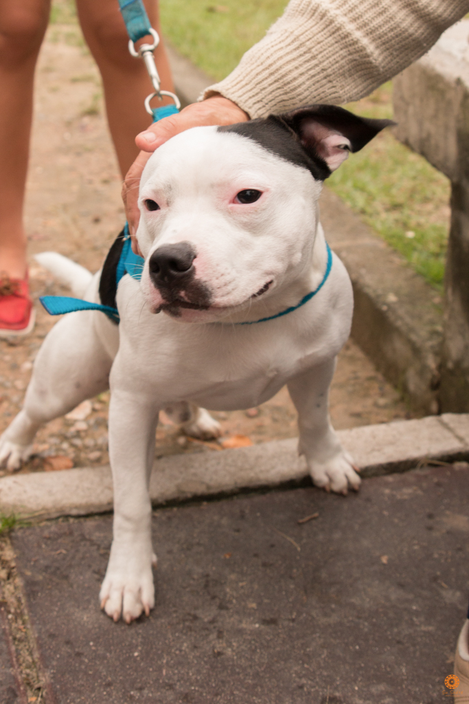 Encontro da Raça Starfordshire Bul Terrier,Su Sodré Fotografia