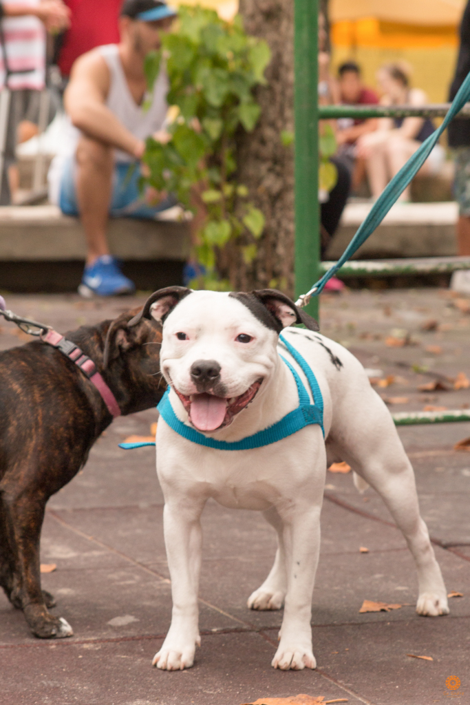 Encontro da Raça Starfordshire Bul Terrier,Su Sodré Fotografia