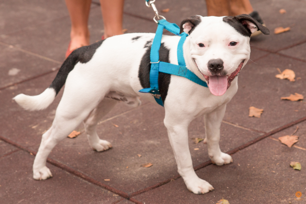 Encontro da Raça Starfordshire Bul Terrier,Su Sodré Fotografia