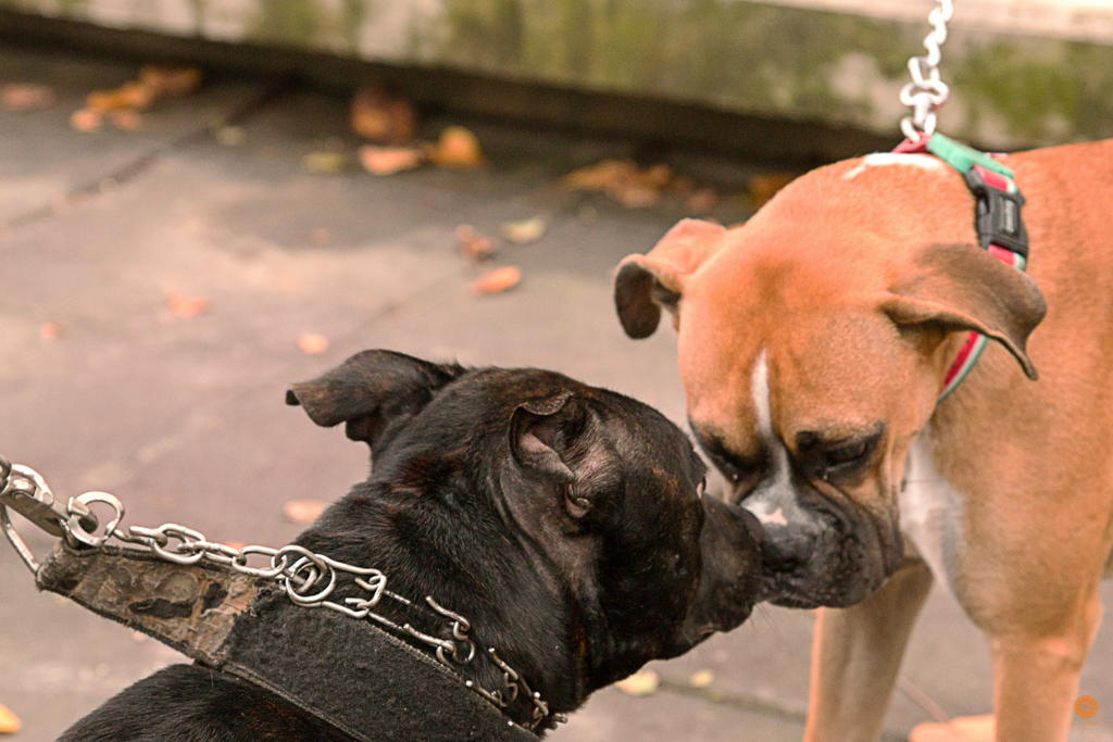 Encontro da Raça Starfordshire Bul Terrier,Su Sodré Fotografia