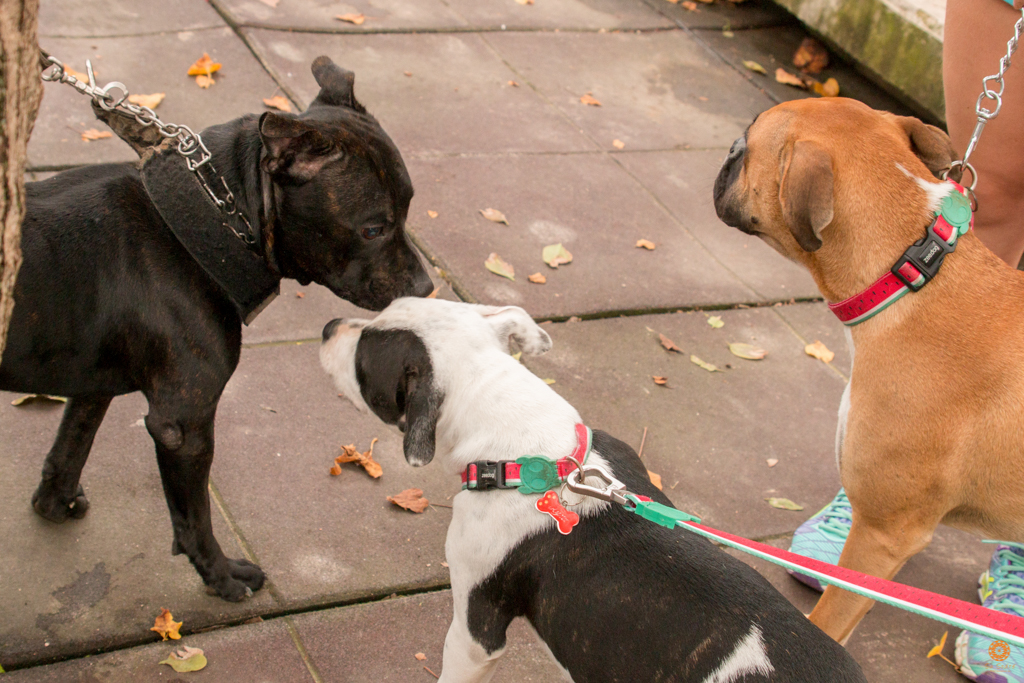 Encontro da Raça Starfordshire Bul Terrier,Su Sodré Fotografia