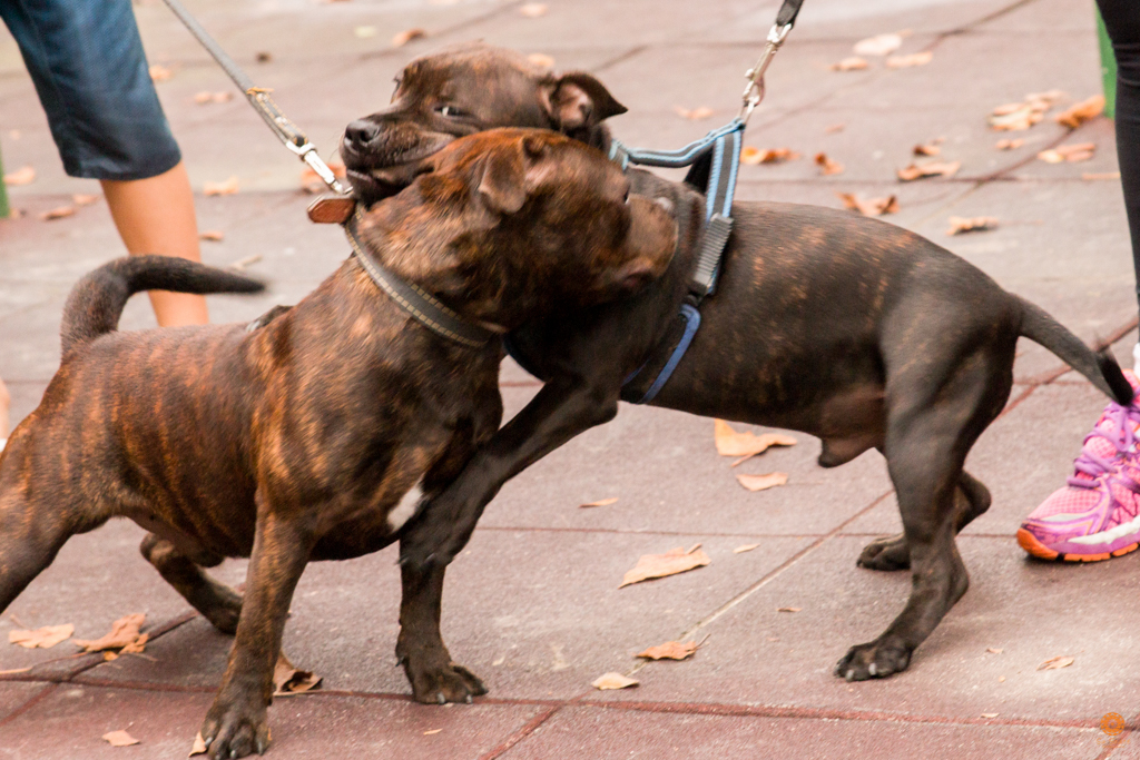 Encontro da Raça Starfordshire Bul Terrier,Su Sodré Fotografia