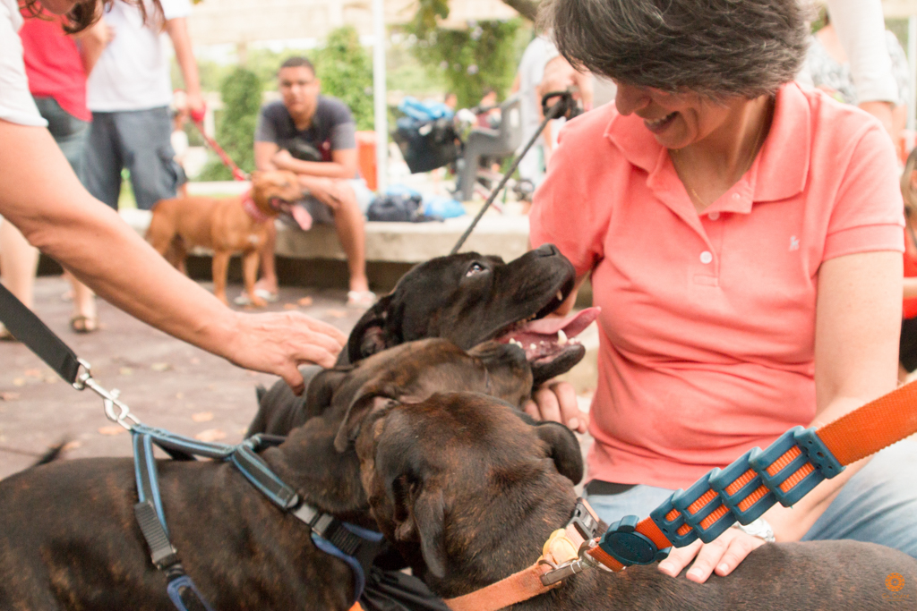 Encontro da Raça Starfordshire Bul Terrier,Su Sodré Fotografia