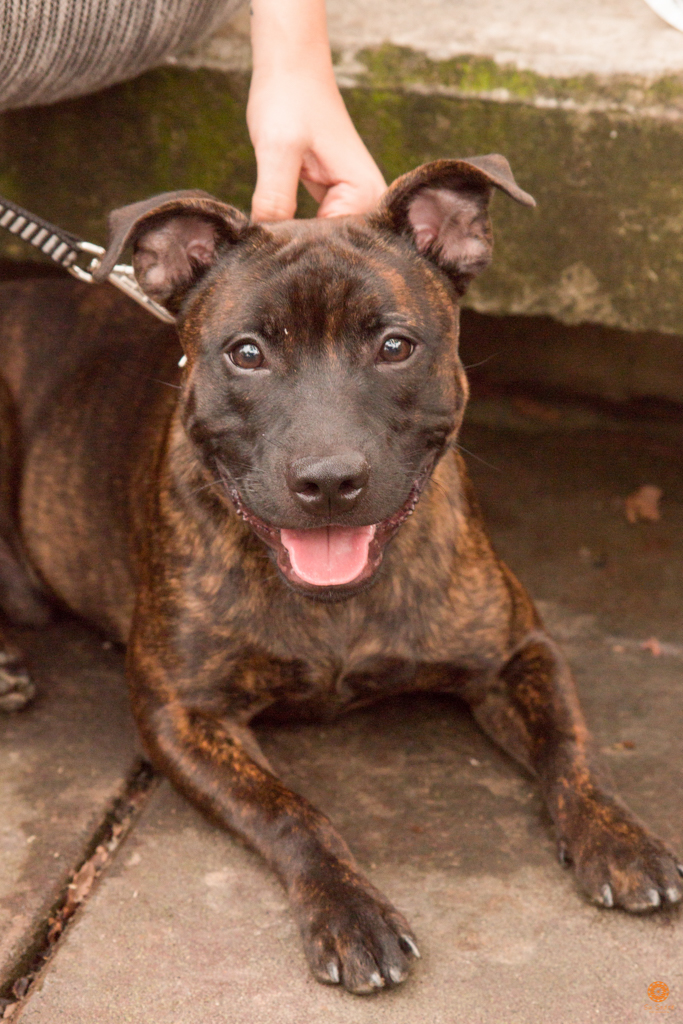 Encontro da Raça Starfordshire Bul Terrier,Su Sodré Fotografia