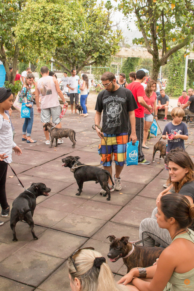 Encontro da Raça Starfordshire Bul Terrier,Su Sodré Fotografia