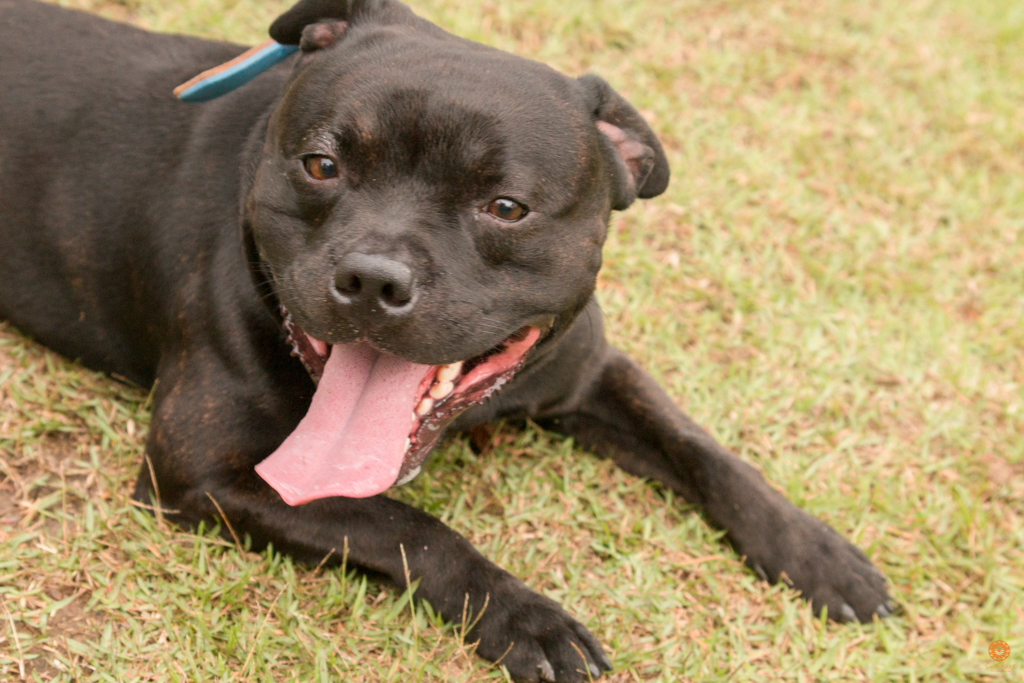 Encontro da Raça Starfordshire Bul Terrier,Su Sodré Fotografia