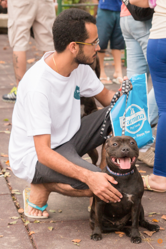 Encontro da Raça Starfordshire Bul Terrier,Su Sodré Fotografia