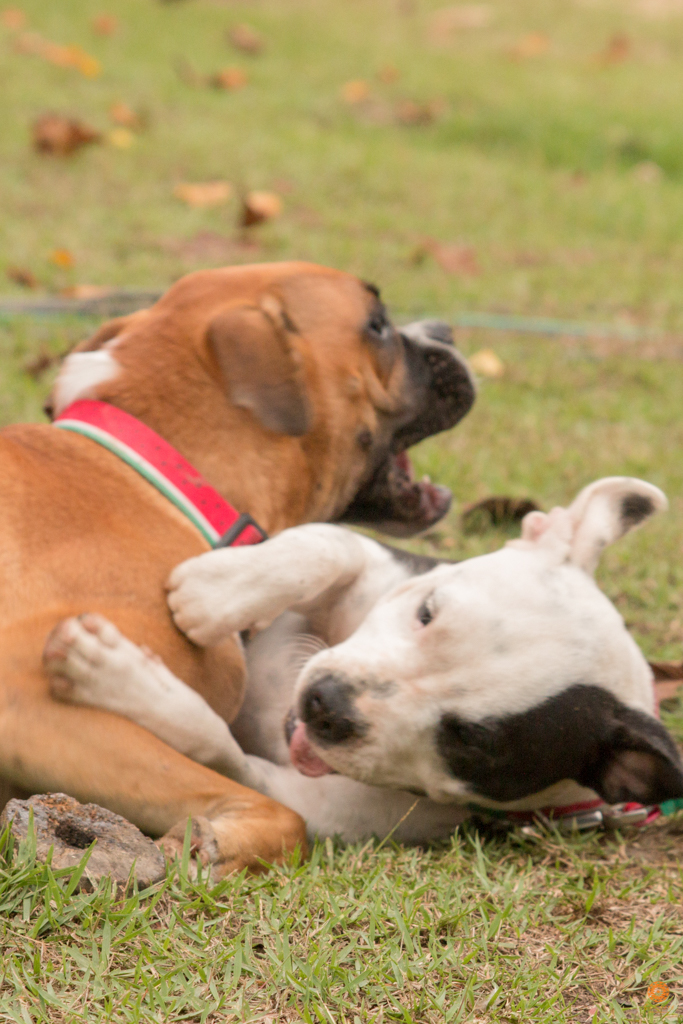 Encontro da Raça Starfordshire Bul Terrier,Su Sodré Fotografia