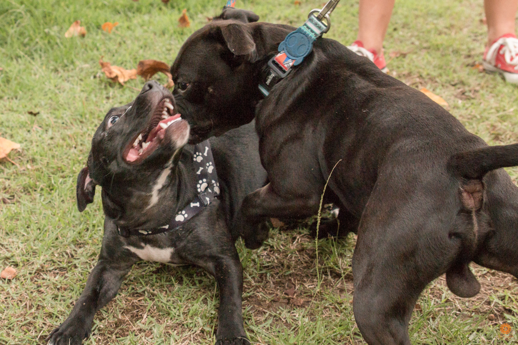 Encontro da Raça Starfordshire Bul Terrier,Su Sodré Fotografia