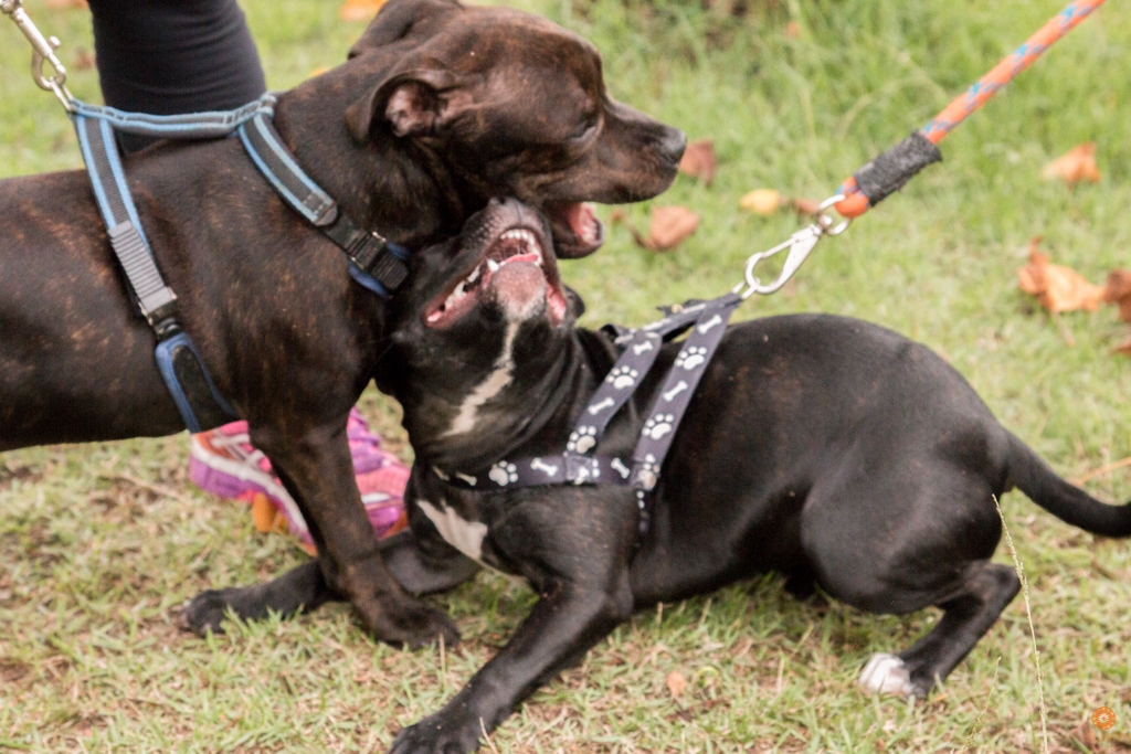Encontro da Raça Starfordshire Bul Terrier,Su Sodré Fotografia