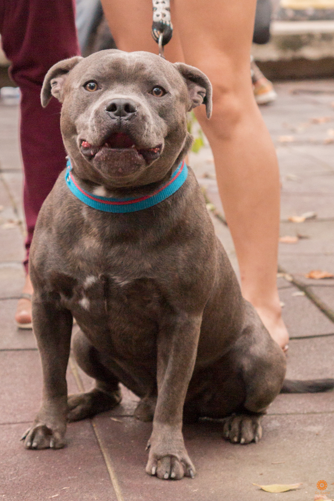 Encontro da Raça Starfordshire Bul Terrier,Su Sodré Fotografia