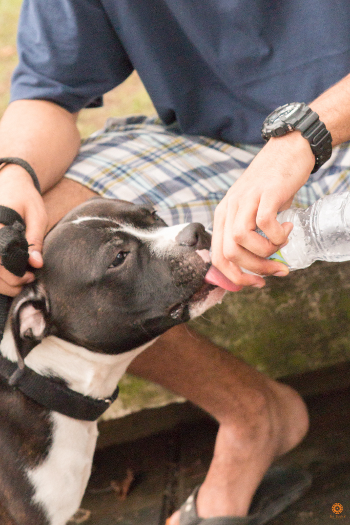 Encontro da Raça Starfordshire Bul Terrier,Su Sodré Fotografia