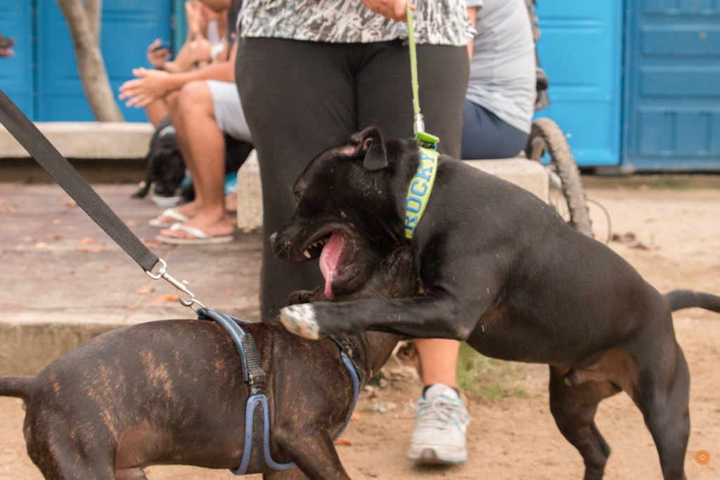 Encontro da Raça Starfordshire Bul Terrier,Su Sodré Fotografia