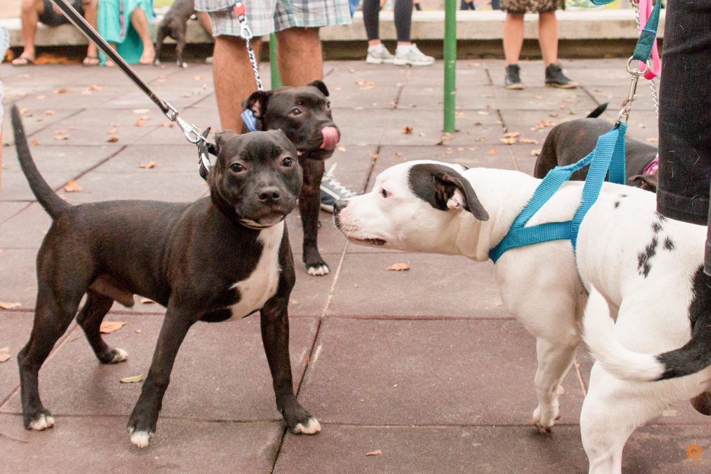 Encontro da Raça Starfordshire Bul Terrier,Su Sodré Fotografia