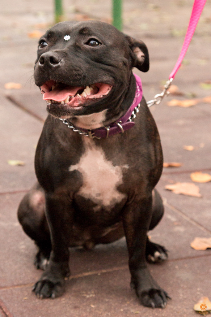 Encontro da Raça Starfordshire Bul Terrier,Su Sodré Fotografia