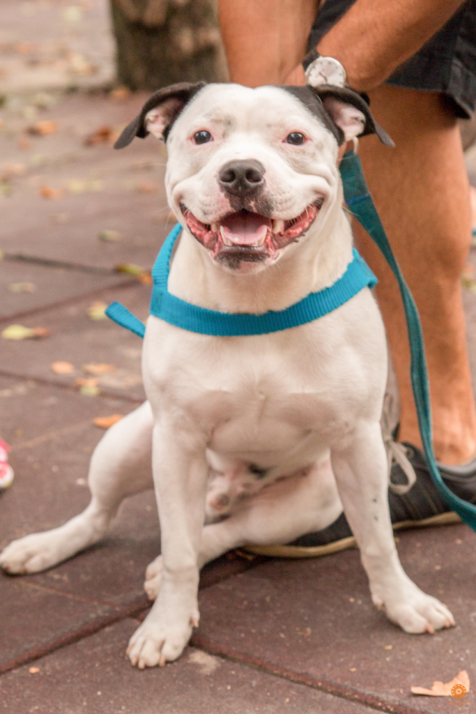Encontro da Raça Starfordshire Bul Terrier,Su Sodré Fotografia