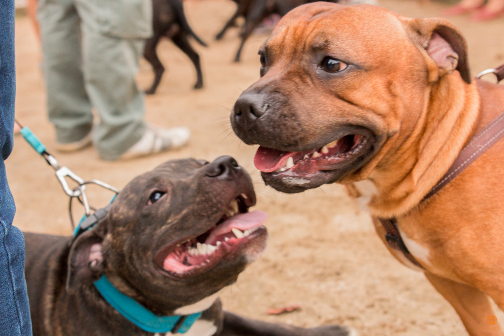 Encontro da Raça Starfordshire Bul Terrier,Su Sodré Fotografia