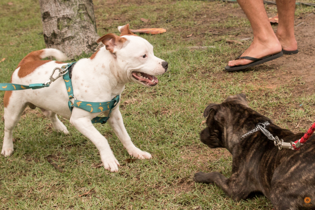 Encontro da Raça Starfordshire Bul Terrier,Su Sodré Fotografia