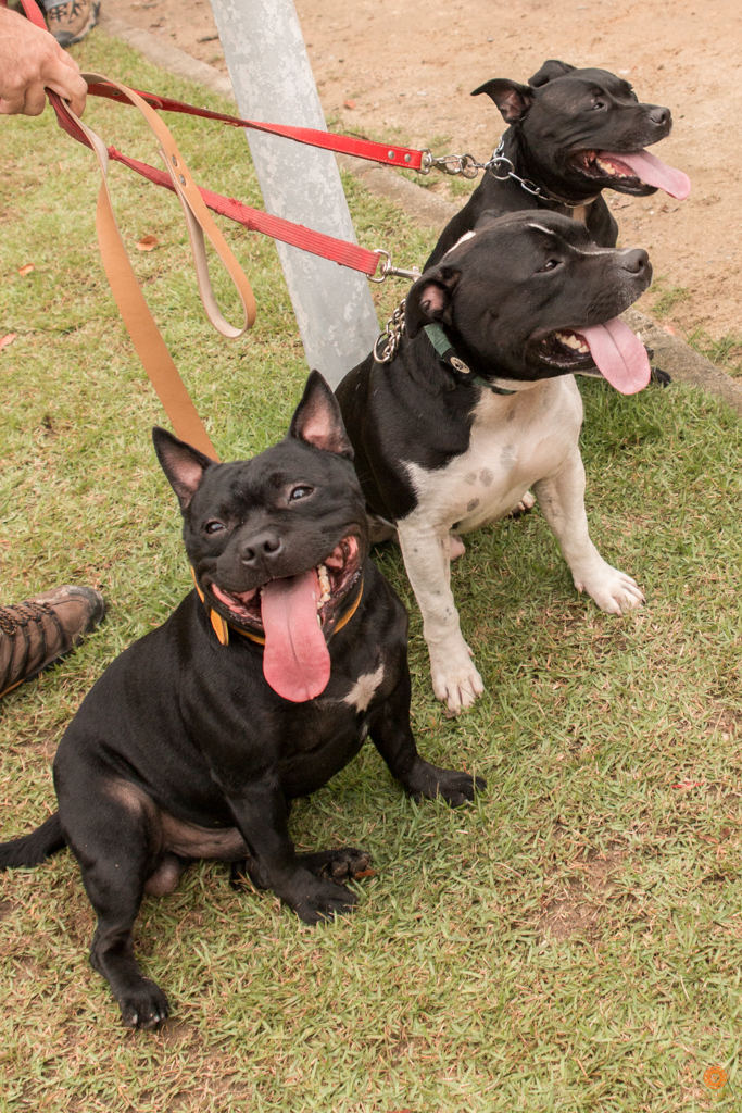 Encontro da Raça Starfordshire Bul Terrier,Su Sodré Fotografia