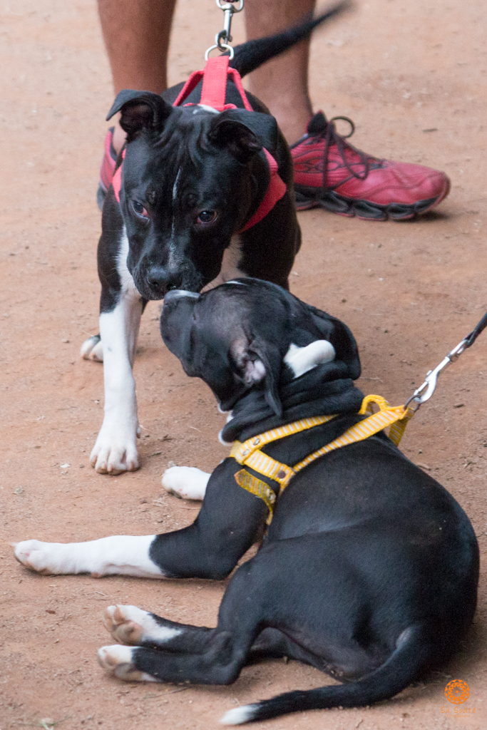 16° Encontro da Raça Starfordshire Bull Terrier,Su Sodré Fotografia