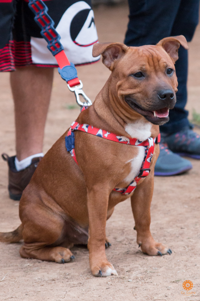 16° Encontro da Raça Starfordshire Bull Terrier,Su Sodré Fotografia