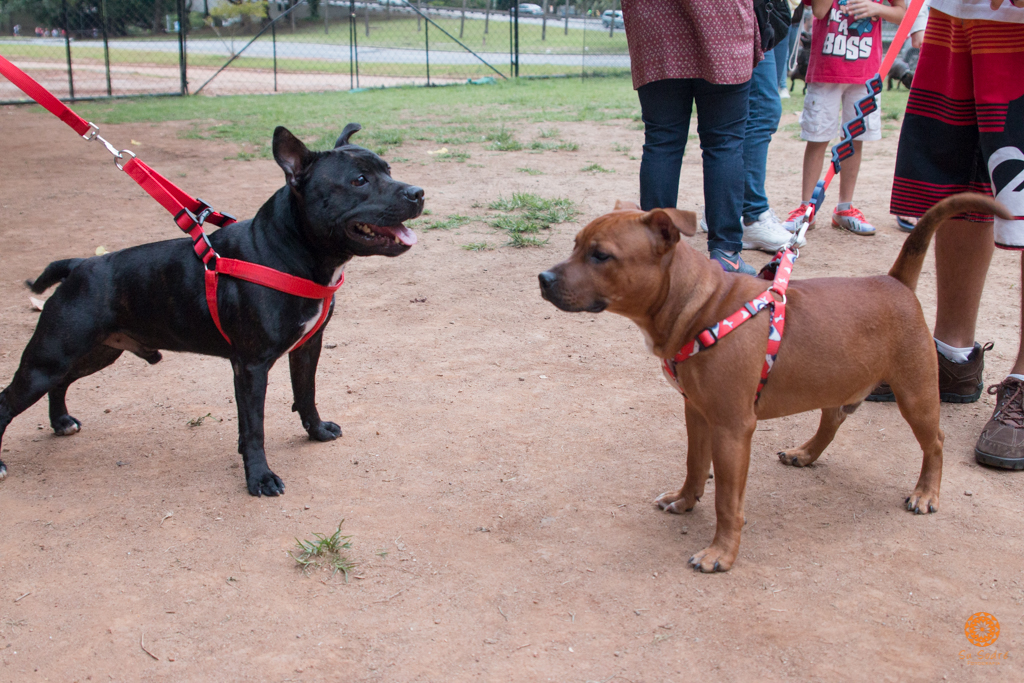 16° Encontro da Raça Starfordshire Bull Terrier,Su Sodré Fotografia