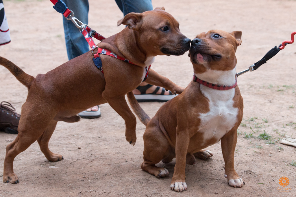 16° Encontro da Raça Starfordshire Bull Terrier,Su Sodré Fotografia
