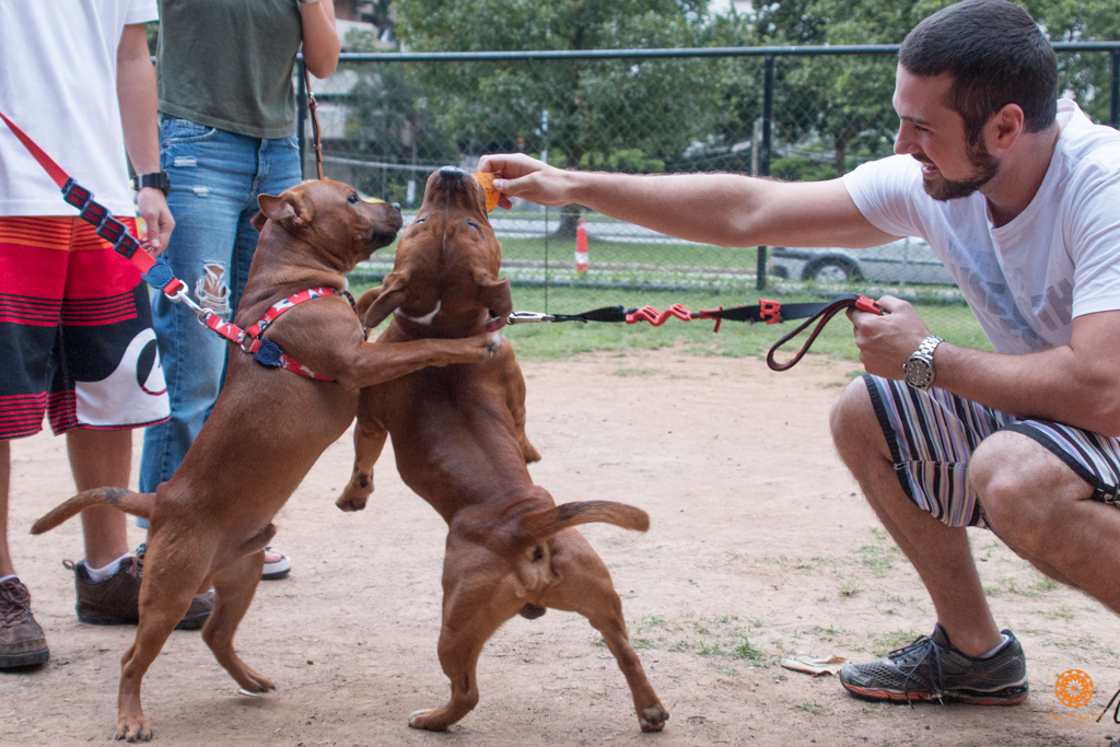 16° Encontro da Raça Starfordshire Bull Terrier,Su Sodré Fotografia