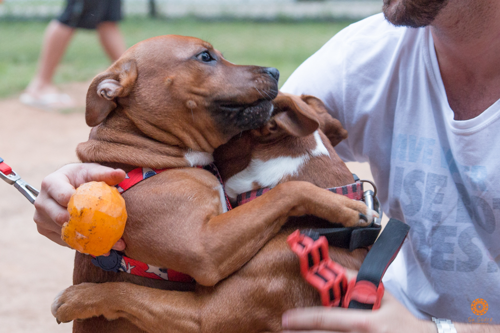16° Encontro da Raça Starfordshire Bull Terrier,Su Sodré Fotografia