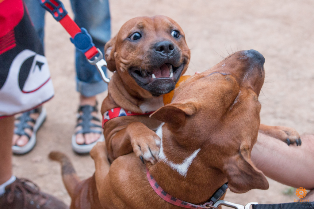 16° Encontro da Raça Starfordshire Bull Terrier,Su Sodré Fotografia