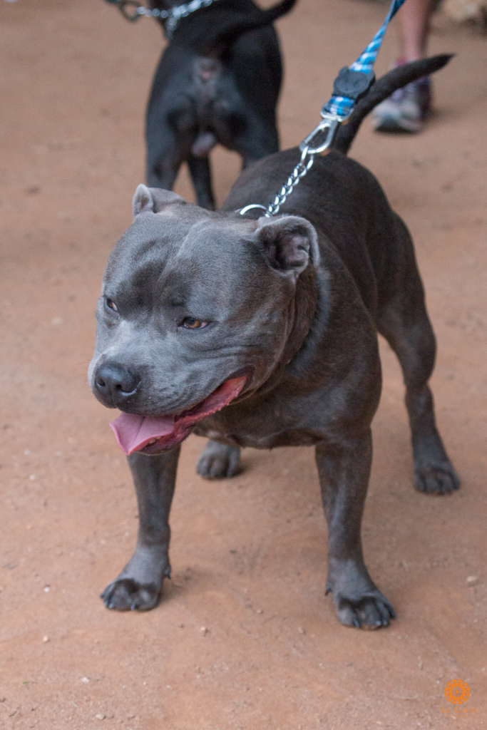 16° Encontro da Raça Starfordshire Bull Terrier,Su Sodré Fotografia