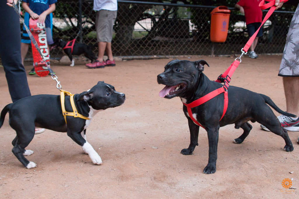16° Encontro da Raça Starfordshire Bull Terrier,Su Sodré Fotografia