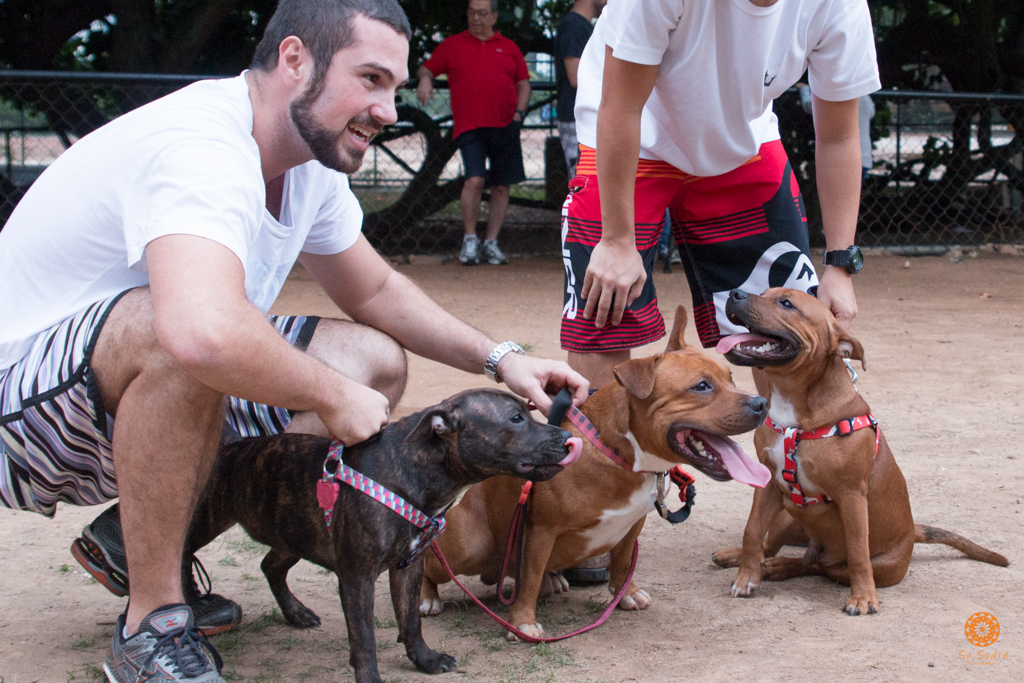 16° Encontro da Raça Starfordshire Bull Terrier,Su Sodré Fotografia