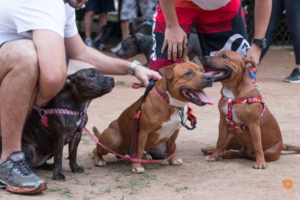 16° Encontro da Raça Starfordshire Bull Terrier,Su Sodré Fotografia