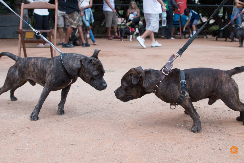 16° Encontro da Raça Starfordshire Bull Terrier,Su Sodré Fotografia