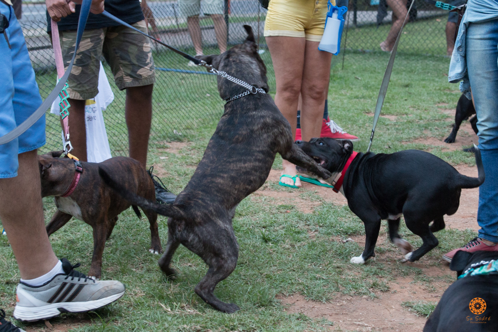 16° Encontro da Raça Starfordshire Bull Terrier,Su Sodré Fotografia