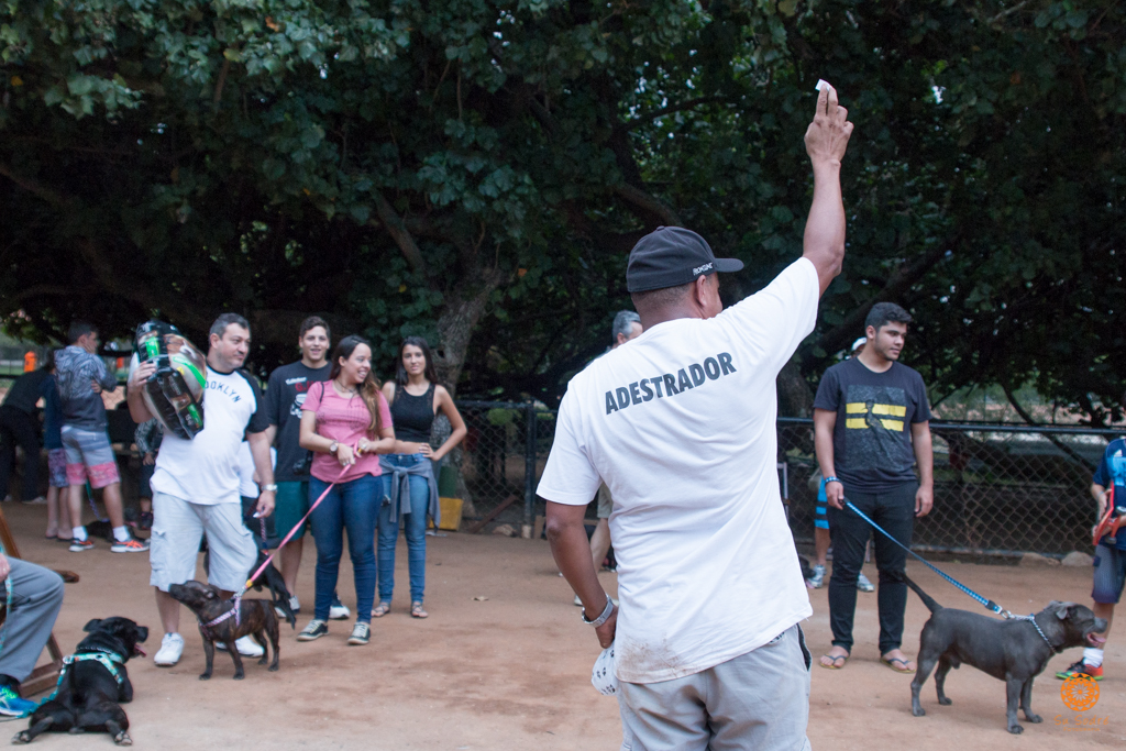 16° Encontro da Raça Starfordshire Bull Terrier,Su Sodré Fotografia