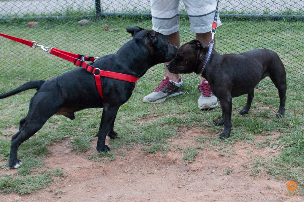 16° Encontro da Raça Starfordshire Bull Terrier,Su Sodré Fotografia